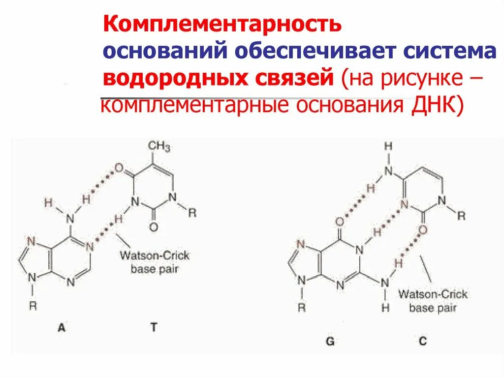 Комплементарные пары оснований днк. Комплементарность днк. комплементарные основания днк. комплементарность рнк. комплементарность днк и рнк.