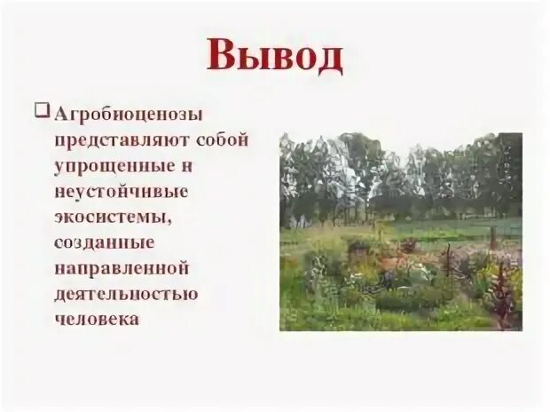 Агроценоз включает немного видов организмов