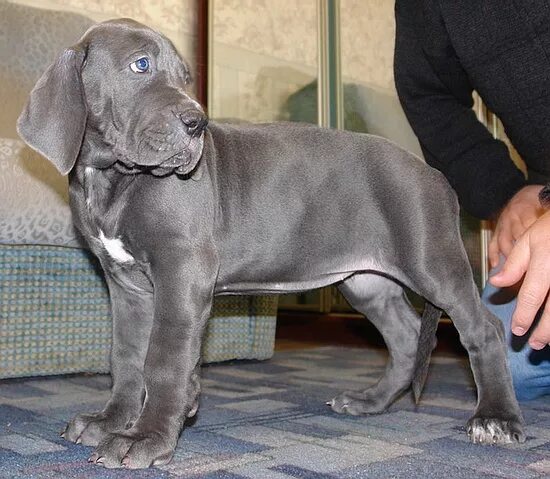 Щенок дога 3 месяца. Щенок немецкого дога 2 месяца. Немецкий дог 3 месяца. Щенки немецкого дога в месяц. Щенки немецкого дога 5 мес.