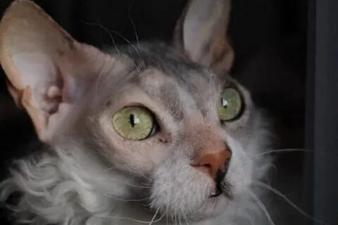 Кошки пот