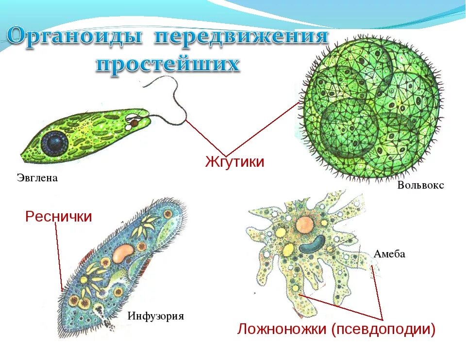 Каким способом осуществляется поглощение амебой клеток водорослей. Органоиды движения одноклеточных животных. Органоиды движения псевдоподии. Органы движения простейших одноклеточных животных. Органоиды движения простейших.