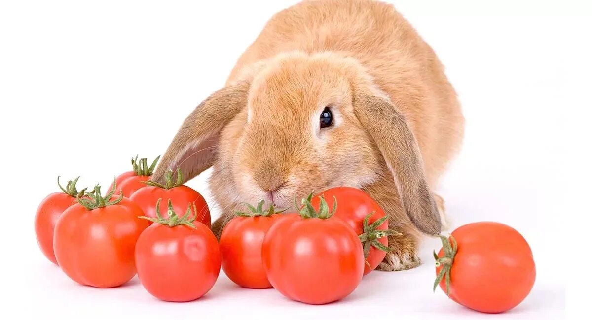 Можно кролику яблоко. Еда для кроликов. Кролик с овощами. Животные едят овощи и фрукты. Заяц с помидором.