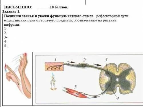 Отдергивание руки от горячего предмета это какой. Начертите схему рефлекторной дуги отдергивания руки. рефлекторная дуга отдергивания руки от горячего предмета. соматический безусловный рефлекс отдергивания руки. соматический рефлекс отдергивание руки от горячего предмета.