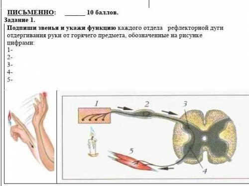 Рефлекс отдергивания руки от горячего. Начертите схему рефлекторной дуги отдергивания руки. Рефлекторная дуга отдергивания руки от горячего предмета. Соматический безусловный рефлекс отдергивания руки. Соматический рефлекс отдергивание руки от горячего предмета.