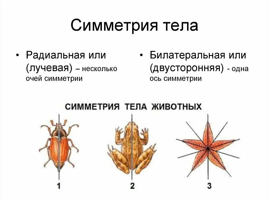 Типы симметрии биология 8 класс. Симметрия лучевая, или радиальная, и двусторонняя, или билатеральная. Билатеральная и радиальная симметрия. Типы симметрии животных. Двусторонняя симметрия тела.