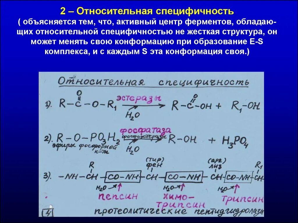 Ферменты обладают специфичностью. Относительная специфичность ферментов примеры. Абсолютная и Относительная специфичность действия ферментов. Фермент с относительной субстратной специфичностью. Специфичность действия ферментов абсолютная Относительная примеры.