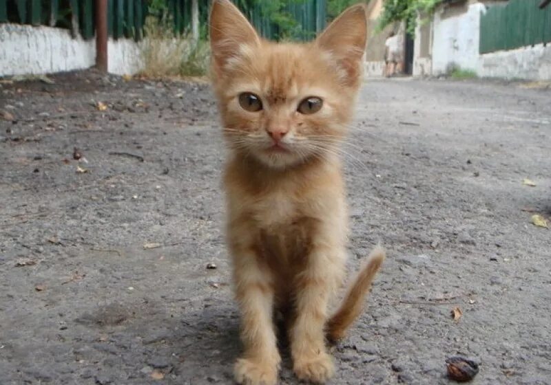 Маленькая худая рыжая. Рыжий котёнок на улице. Худой котенок. Худой рыжий кот. Рыжий дворовый кот.