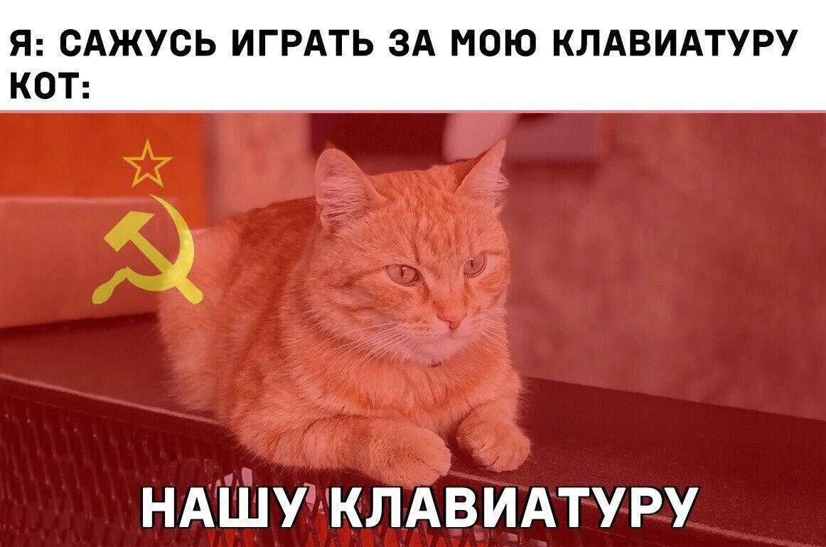 Включи следующего кота. Мемы с котами и надписями. мемы с надписями. котики мемы с надписями. мем с котиками и надписями.