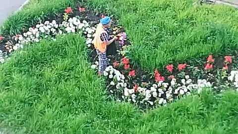 Она нарывает цветочков