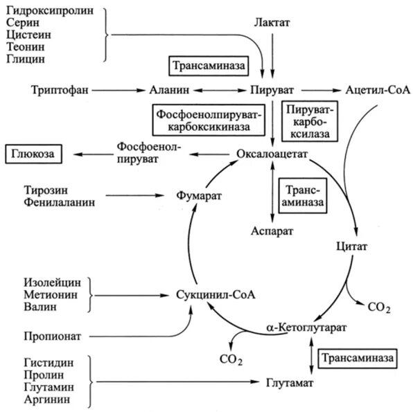 Общие пути метаболизма аминокислот. Схема метаболизма белков биохимия. Метаболические пути биохимия схема. Метаболическое превращение аминокислот схема. Общая схема метаболизма аминокислот.