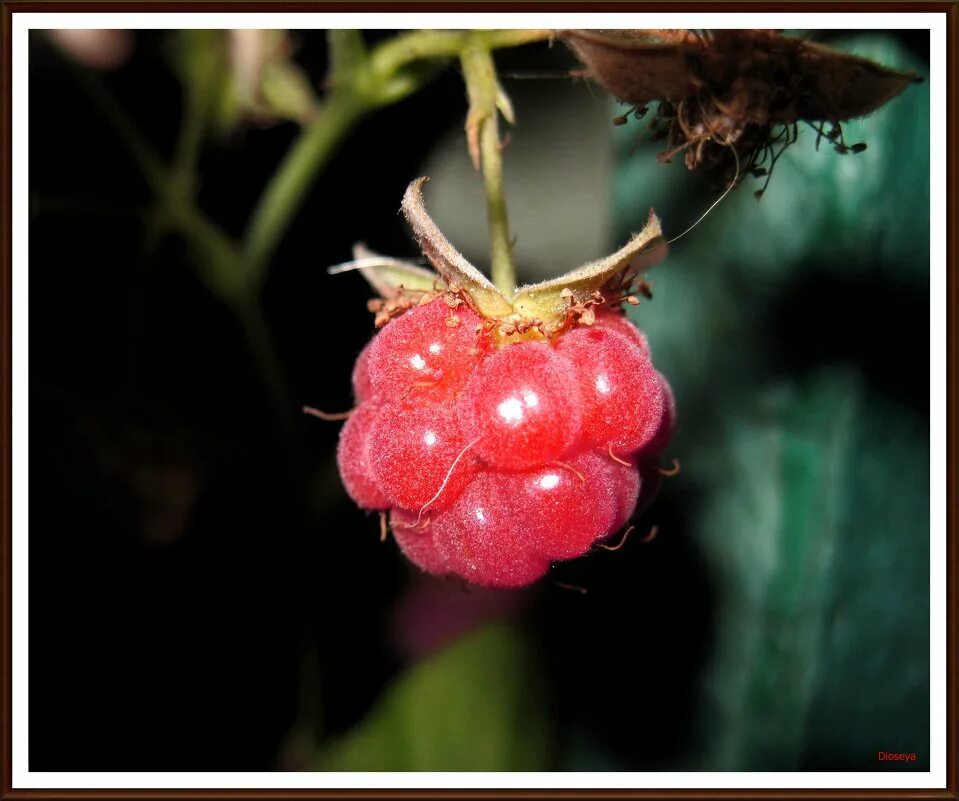 ягода малина катя катерина. катерина милевская ноги. катерина милевская модель.