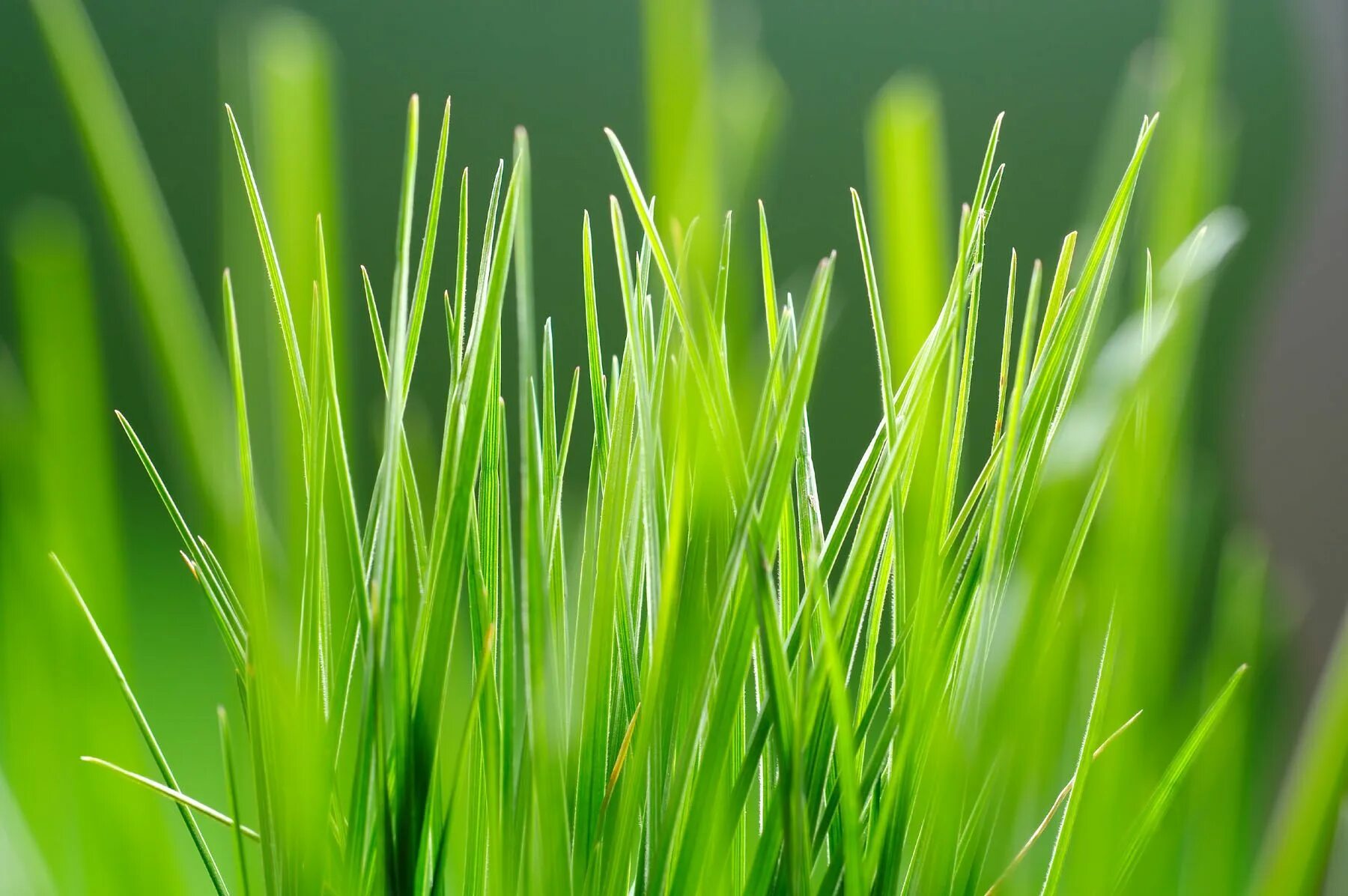 Grass network. Трава. Зеленая трава. Сочная трава. Сочная зеленая трава.