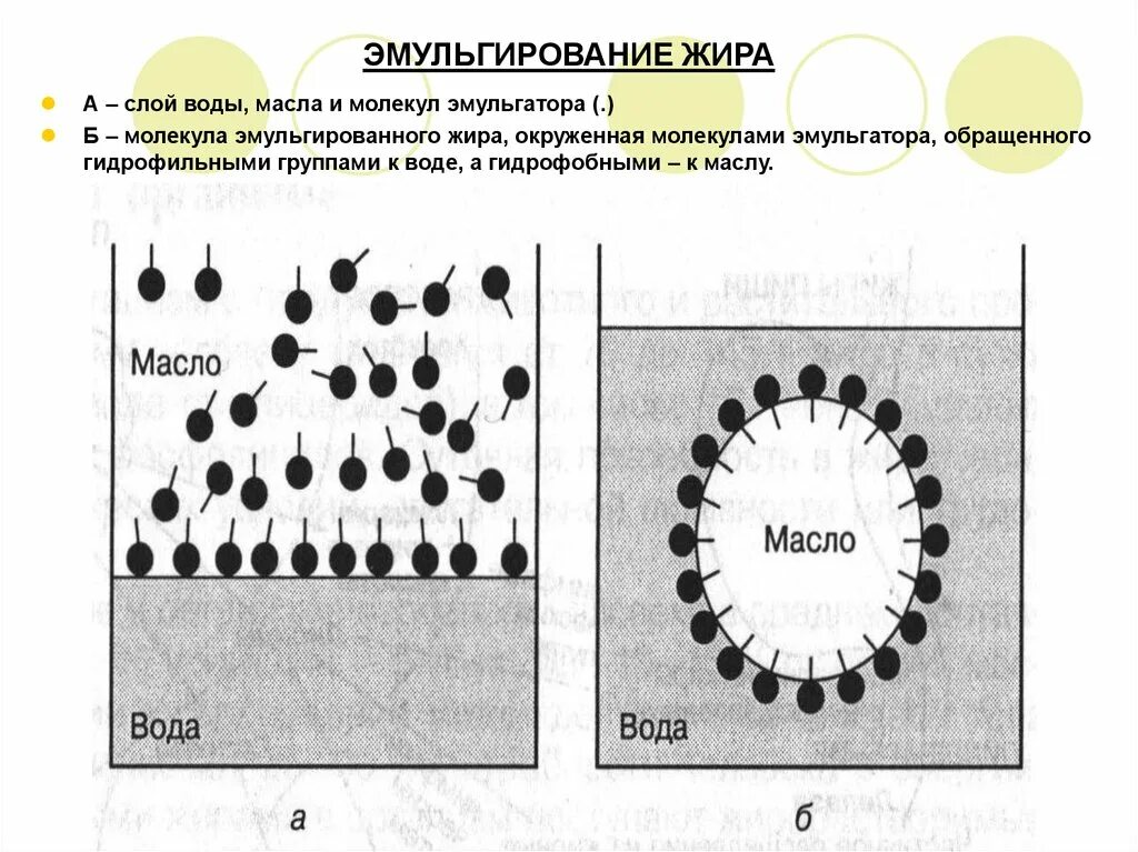 Ферменты эмульгирующий жиры. Схема эмульгирования жира. Эмульгирование жиров схема. Схема эмульгирования капли жира желчными кислотами. Схема образования эмульсии.