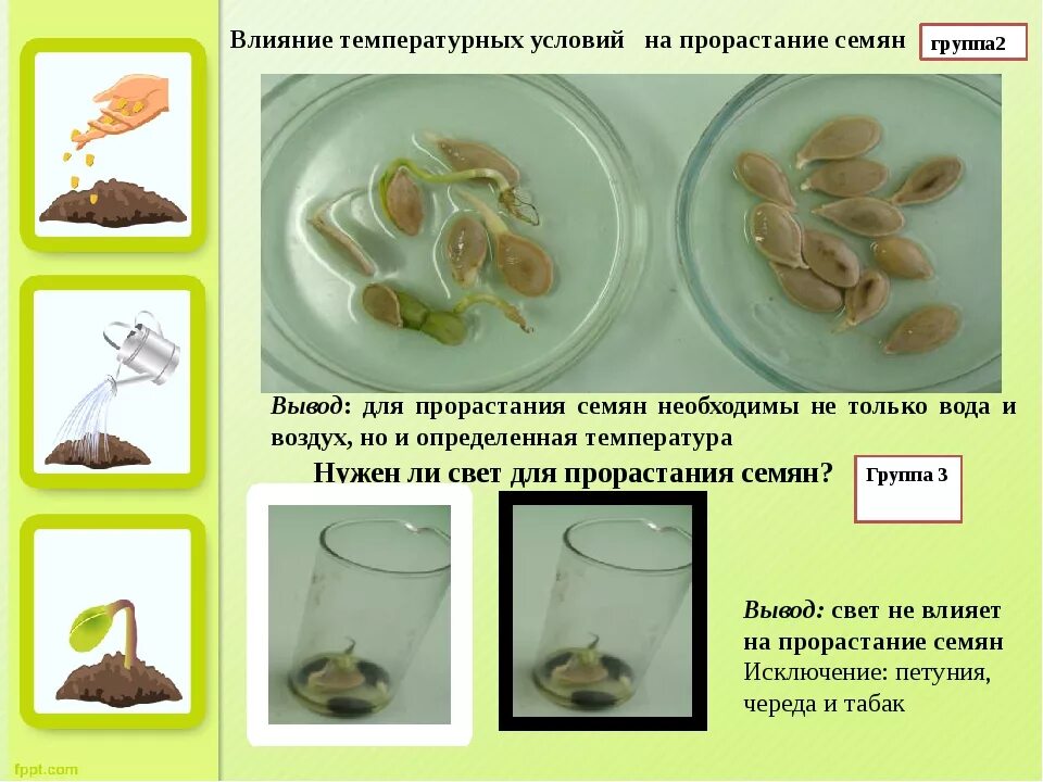 Дышат ли семена. Условия прорастания семян 5 класс биология. Опыт прорастание семян 6 класс биология. Прорастание семян фасоли 6 класс биология. Прорастание семян биология 5 класс.