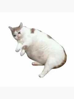 Коты мемы без фона