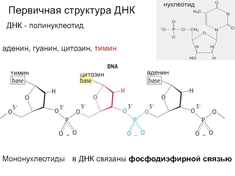 Состав днк аденин гуанин цитозин