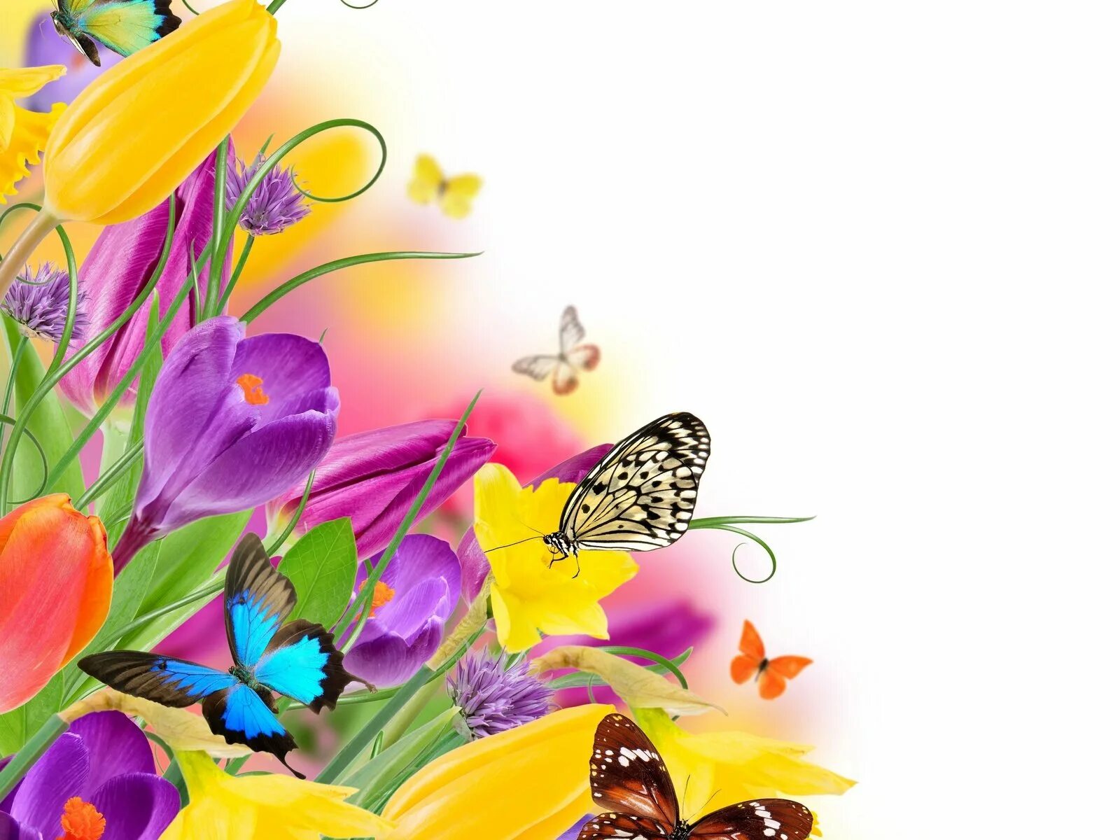 Песня день рождения весны. Весенний фон для открытки. Красивый фон с бабочками. Фон с цветами и бабочками. Фон с весенними цветами.