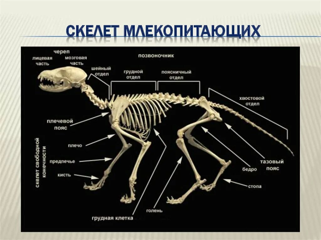 Количество позвонков у млекопитающих. Строение скелета млекопитающих. опорно двигательная система скелет собаки. внутреннее строение млекопитающих скелет. костная система млекопитающих.
