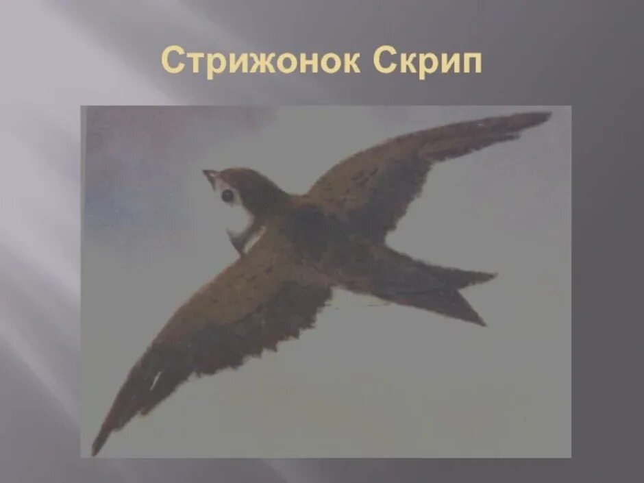 Белое брюшко стрижонок скрип. В П Астафьев Стрижонок скрип. Стрижонок Стриж. Стриженок скрипастафьев.