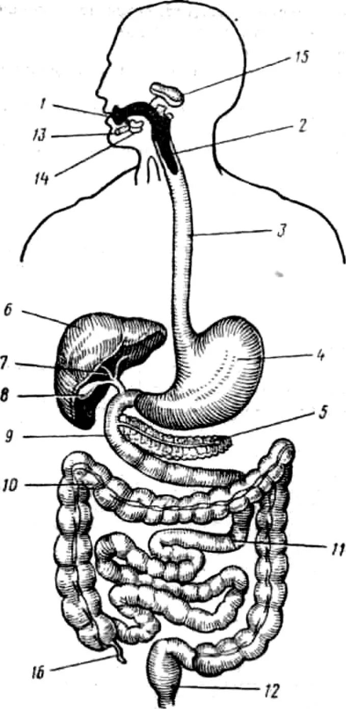 Пищеварительная система человека схема. Система пищеварения схема. Строение пищеварительной системы человека схема. Схема строения органов пищеварения человека.