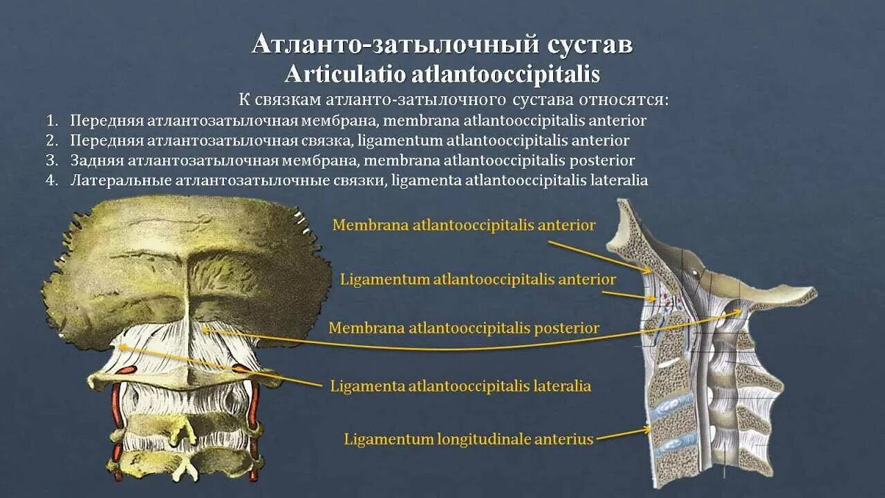 Связки атланто осевого сустава анатомия. Атланто окципитальный сустав. Срединный атлантоосевой сустав классификация. Связочный аппарат атланто осевого сустава.