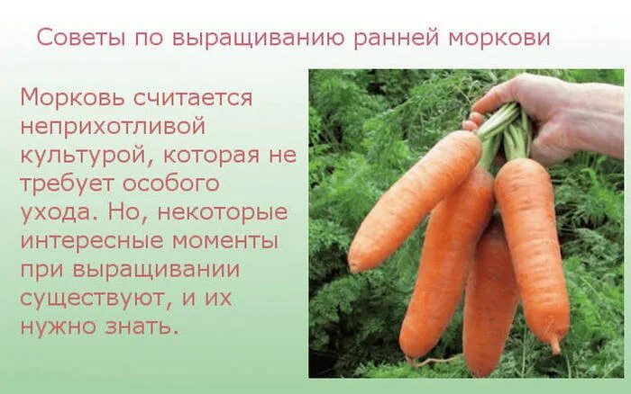 Морковь 1кг. Килограмм моркови это сколько. Два кг картошки. 3 кг моркови это сколько. 3 кг моркови это сколько.