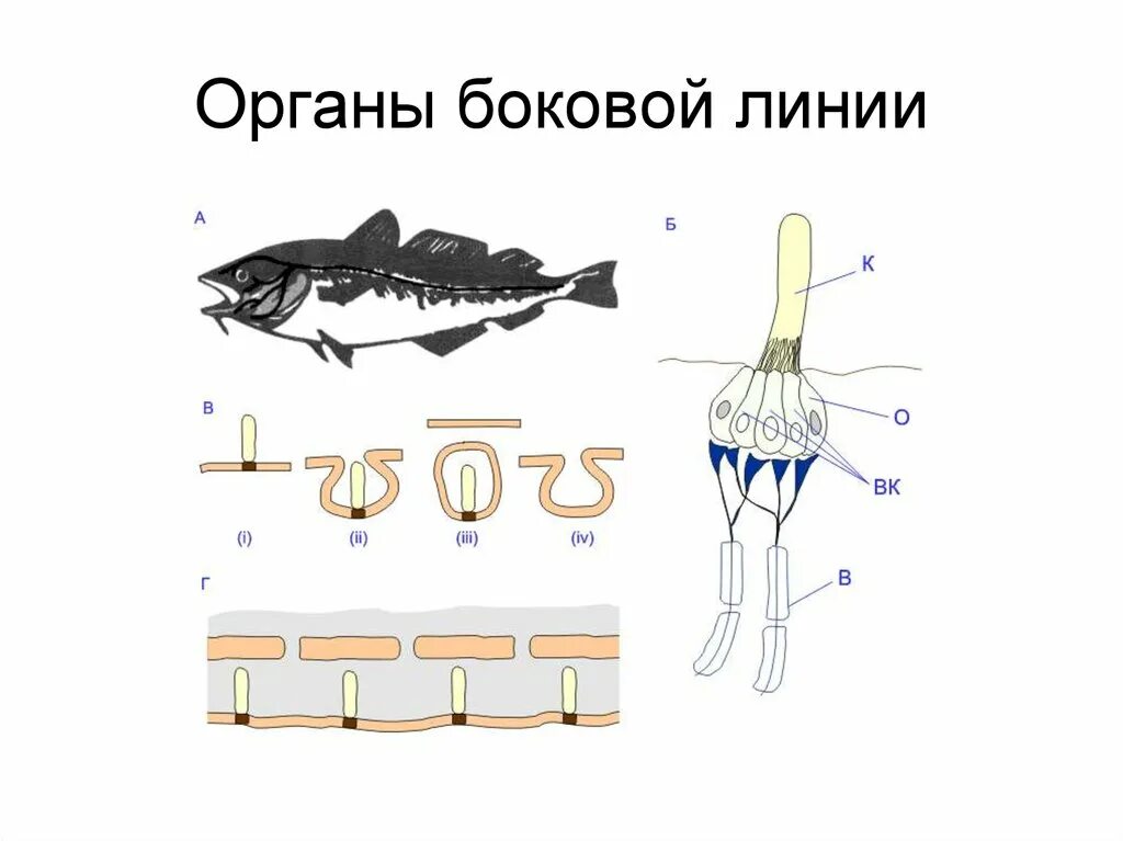 Особый орган чувств боковая линия. Органы боковой линии. Строение боковой линии. Органы боковой линии у рыб. Строение органа боковой линии.