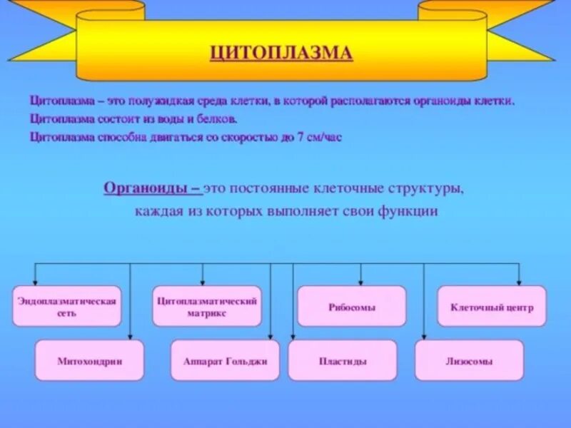 Опишите функции цитоплазмы. Функции цитоплазмы. какую функцию выполняет цитоплазма в клетке. функции цитоплазмы в клетке. кластер цитоплазма.