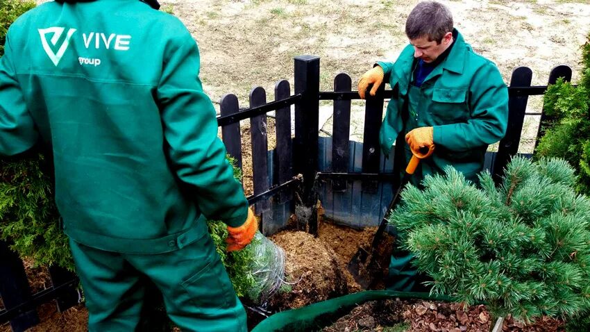 Посев хвойных пород необходимо проводить. Посадка хвойных деревьев на участке весной. Пересадка хвойников. Орошение крупномеров. Посадка туй весной в грунт.