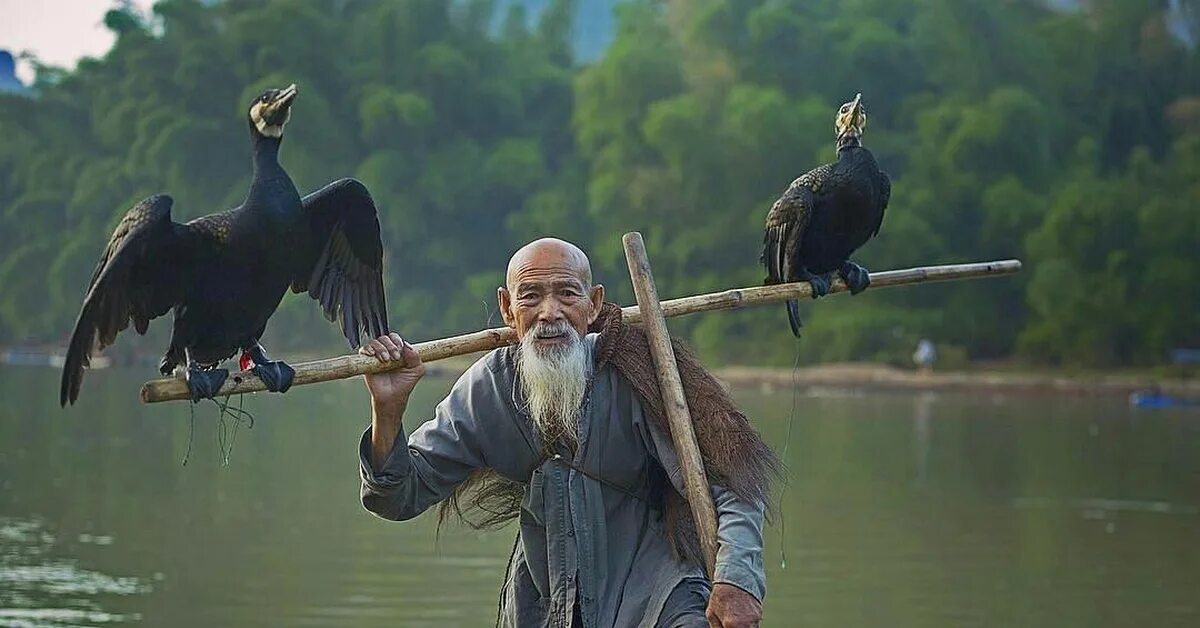 Рыбалка с бакланами. Рыбалка с бакланами в Китае. Птица рыболов. Ловля рыбы с бакланами в Китае.