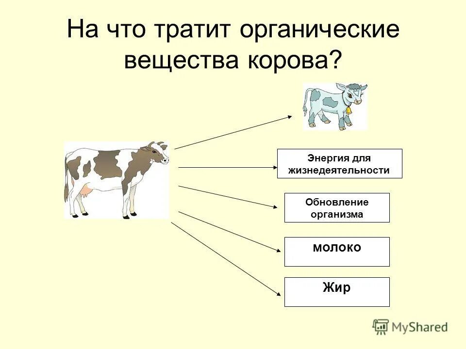 Молоко полученное от коровы 5. Систематика коровы. Организм коровы. Органические вещества коровы. Классификация коровы.
