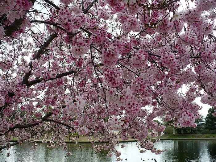 Сакура у озера. Сакура около озера. Сакура у озера сами цветы. Озеро Сакуры в лесу. Сакура рядом