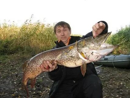 Когда начинается щука