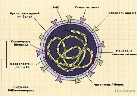 Белок возбудитель