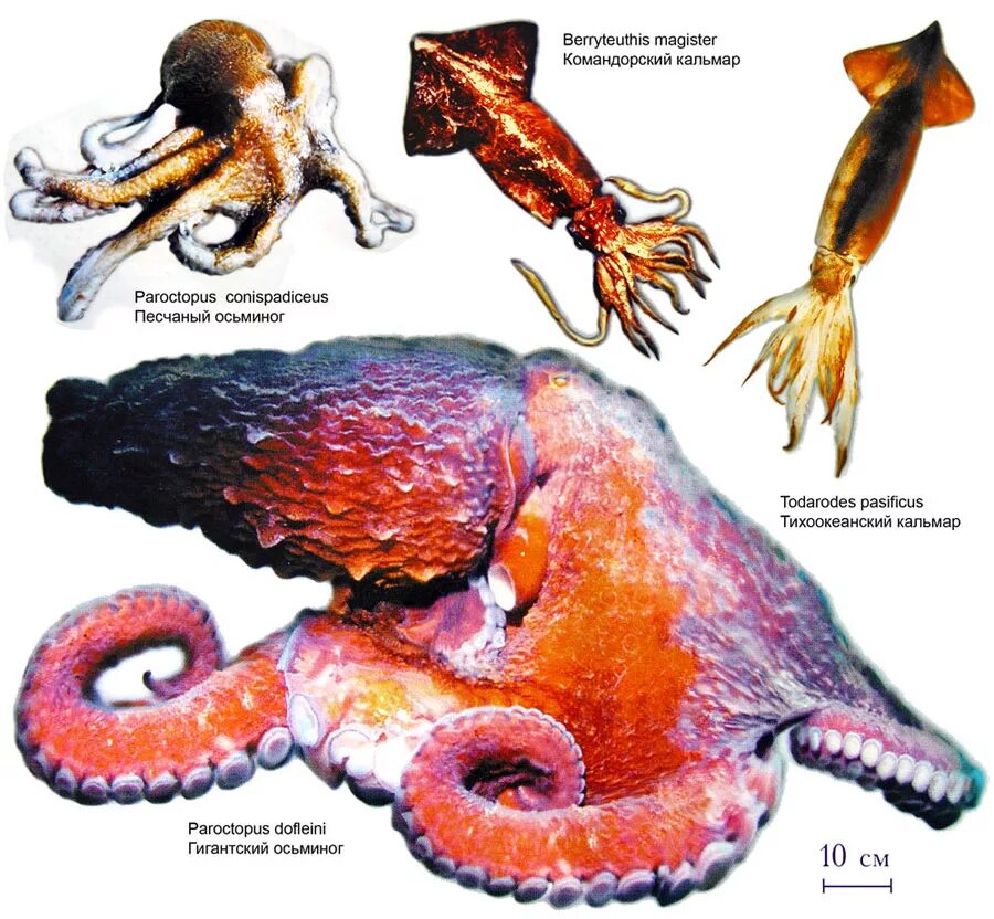 Известно что обыкновенный кальмар десятиногий головоногий моллюск. Класс головоногие моллюски представители. Осьминог Наутилус кальмар представители класса головоногие. Головониепредставители. Головоногие Осьминоги.