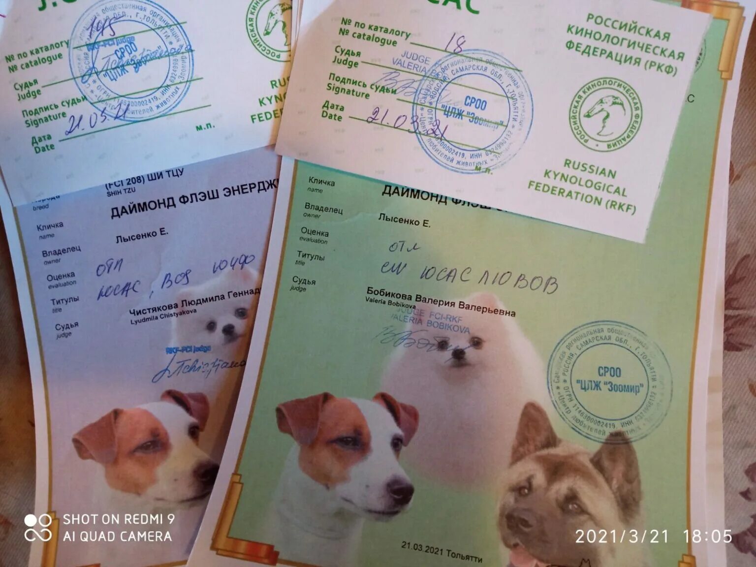 Выставка собак 16. Выставка собак в туле. Титулы собак ркф. Выставка собак ркф. 03.