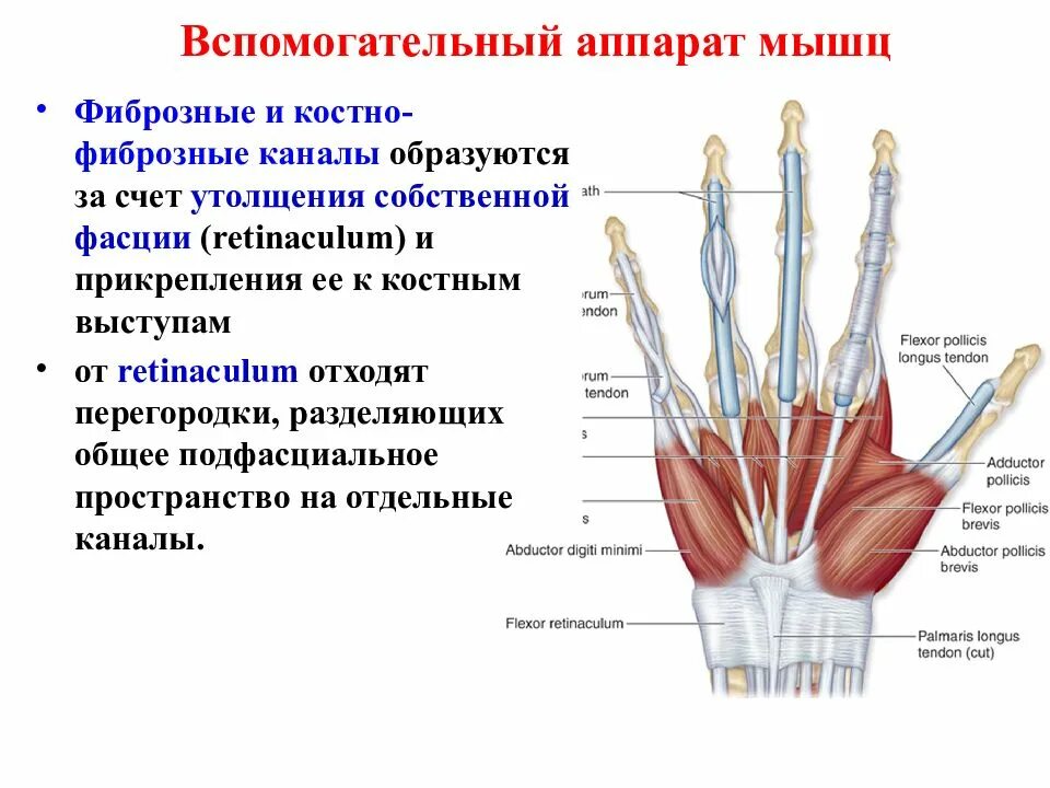 Соединительная мышца. Вспомогательный аппарат мышц фасции. Вспомогательный аппарат мышц таблица. . Вспомогательный аппарат мышц фиброзные и костно-фиброзные каналы. Костно фиброзные каналы кисти.