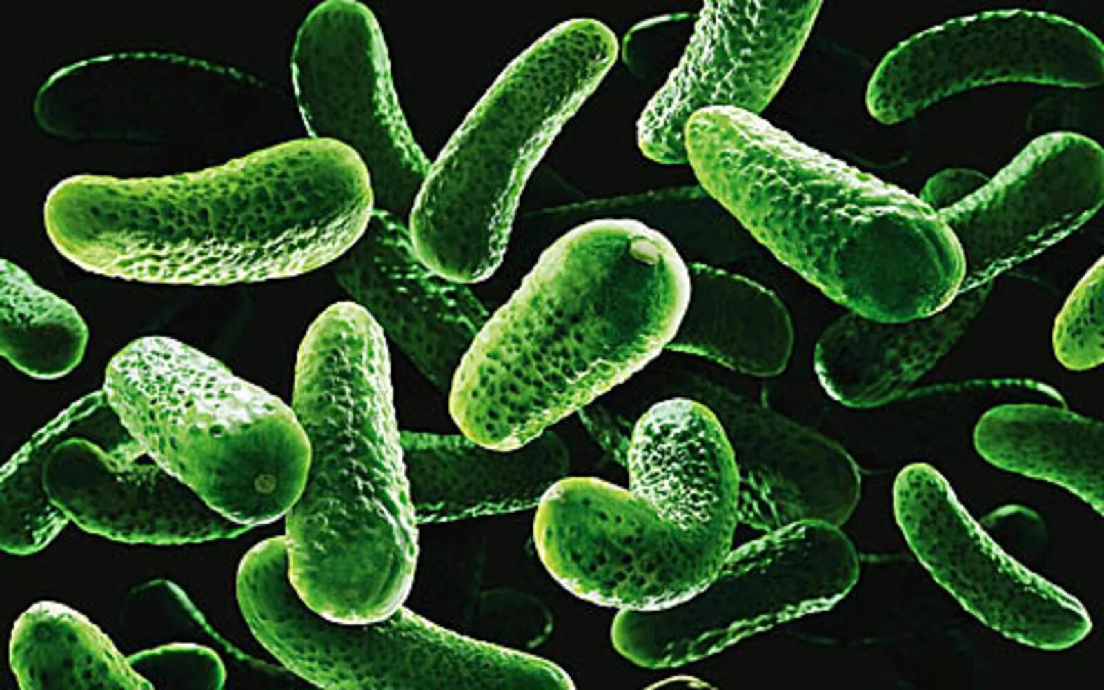 Monera barakkin. Зеленые бактерии. Зеленый микроб. Болезнетворные микробы.