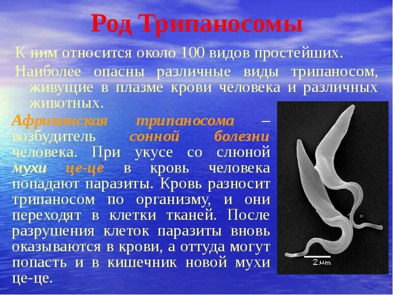 Трипаносома крузи паразитология. Трипаносома brucei rhodesiense. Трипаносома сообщение по биологии. Trypanosoma gambiense класс. Trypanosoma lewisi строение.