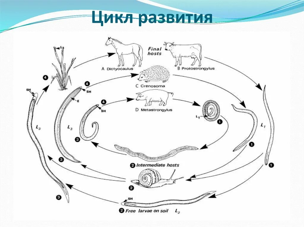 Ориентобильхарциоз цикл развития. Схема жизненного цикла диктиокаулюсов. Метастронгилез цикл развития. Цикл развития диктиокаулеза жвачных.