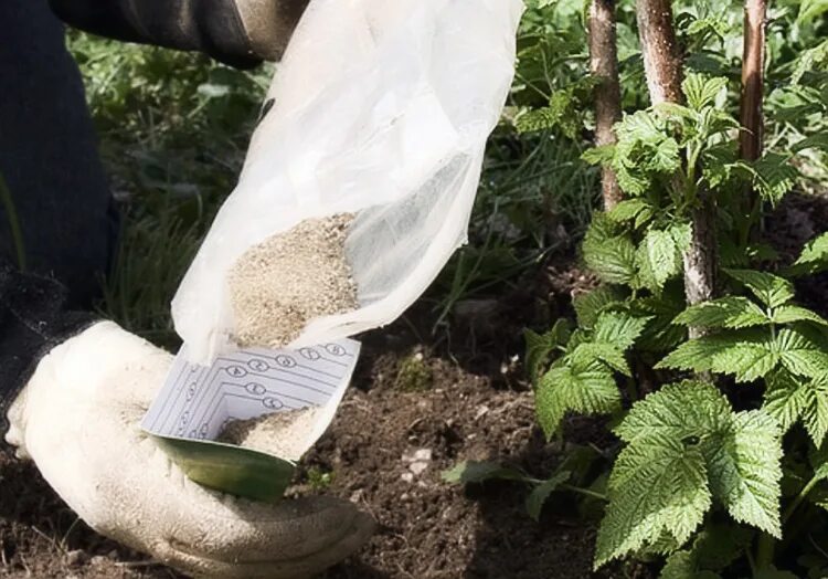 Конские опилки для малины. Схема подкормки малины. Чем подкормить малину после зимы. Удобрения для подкормки малины. Чем подкормить малину после зимы.