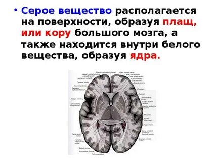 Белое вещество больших полушарий образовано