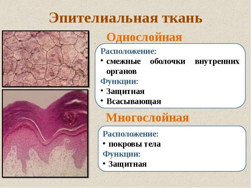 Названия тканей человека. Ткани человека эпителиальная ткань. Ткани эпителиальная соединительная мышечная нервная. Однослойная эпителиальная ткань. Структура тканей человека.