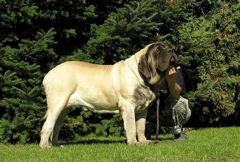 Самый большой мастиф. Неаполитанский мастиф геркулес. Английский мастиф. Тибетский мастиф. Собаки породы тибетский мастиф.