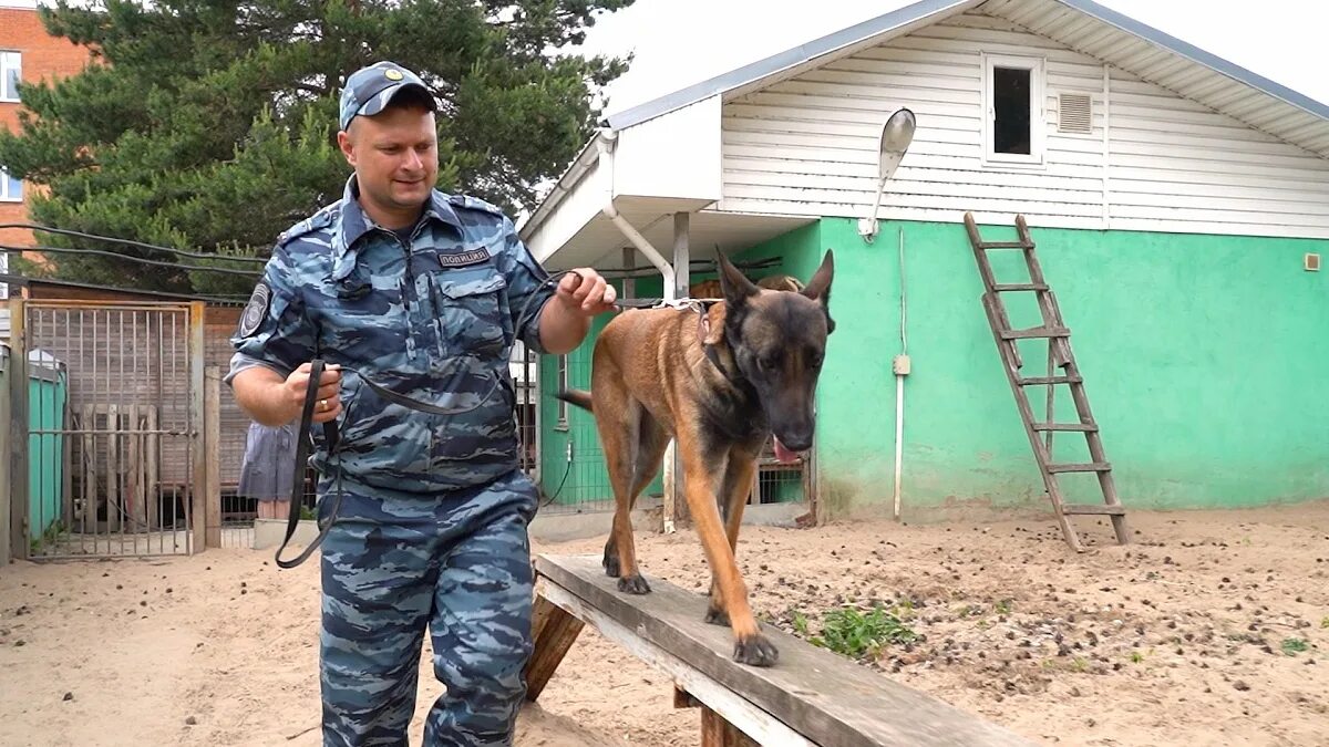 Приказы кинолога. 21 Июня день кинологической службы. Кинолог МВД. С днем кинологической службы. Кинолог с собакой.