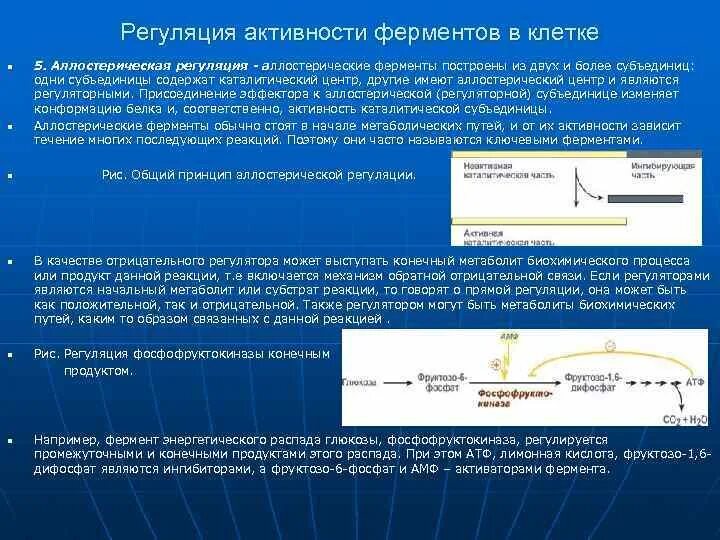 Медленный механизм регуляции активности ферментов. Регуляция активности ферментов схемы. Регуляция активности ферментов понятие. Активность ферментов снижается при