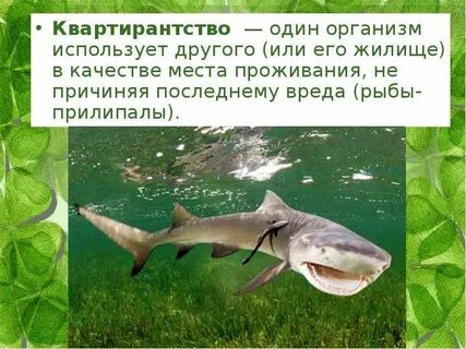 Организмы использующие другие качества жилья или убежища