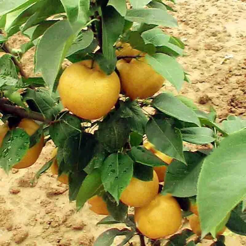 Свежие Груши - Китай Груша, Ya Pear