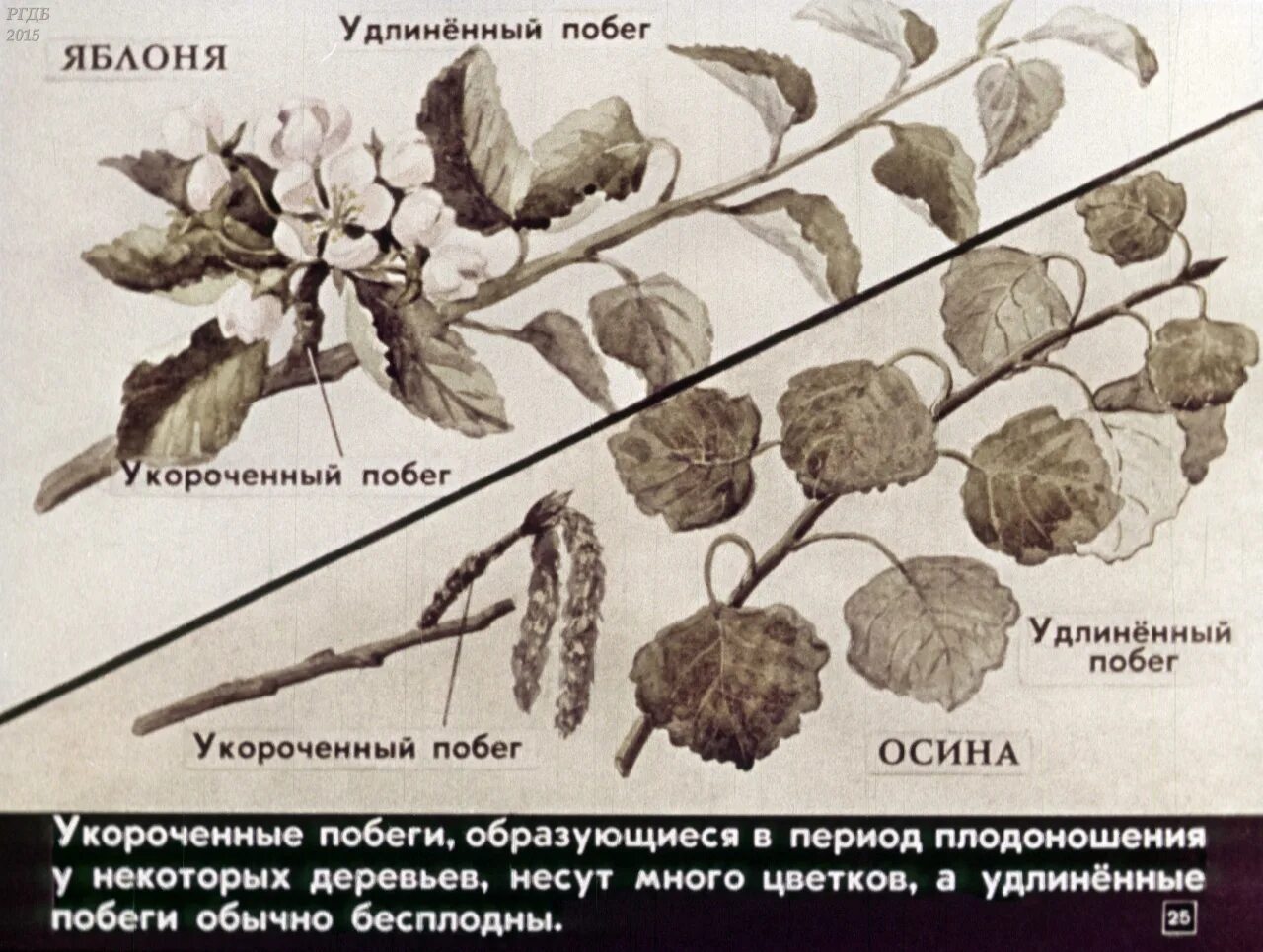 Растения с удлиненными побегами. Удлиненные и укороченные побеги яблони. Удлиненный и укороченный побег. Удлиненные и укороченные побеги