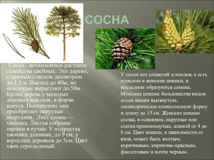 Каковы характерные признаки хвойных растений кратко